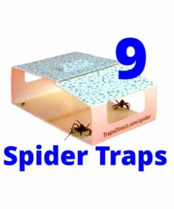 brown recluse sticky spider traps