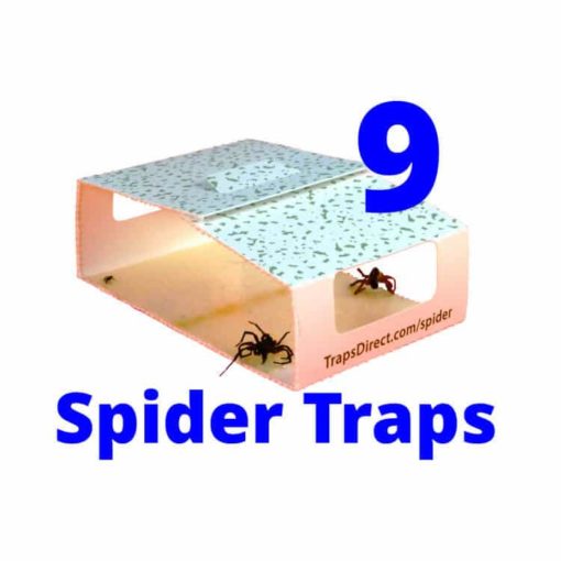 brown recluse sticky spider traps