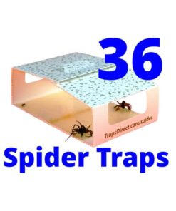 Spider Control for apartments or campers
