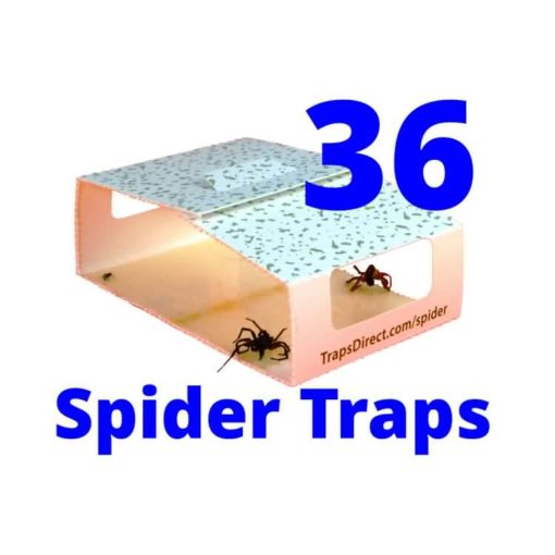 Spider Control for apartments or campers