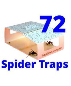 Spider Trap infestation brown recluse