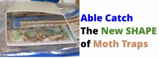 Shape Able Catch Pantry Moth Traps